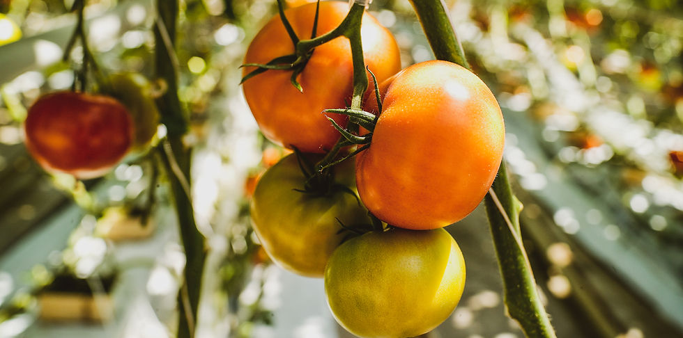 3 Lessons From the Garden